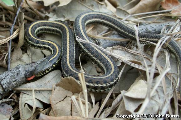 Plains Gartersnake (Thamnophis radix)