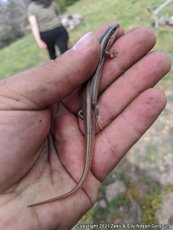 Western Redtail Skink (Plestiodon gilberti rubricaudatus)