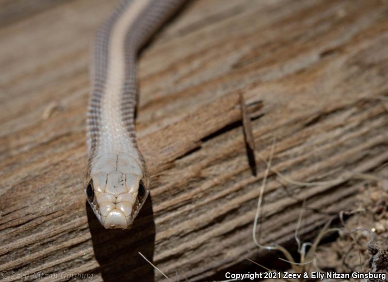 Mojave Patch-nosed Snake (Salvadora hexalepis mojavensis)