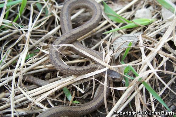 Midland Brownsnake (Storeria dekayi wrightorum)