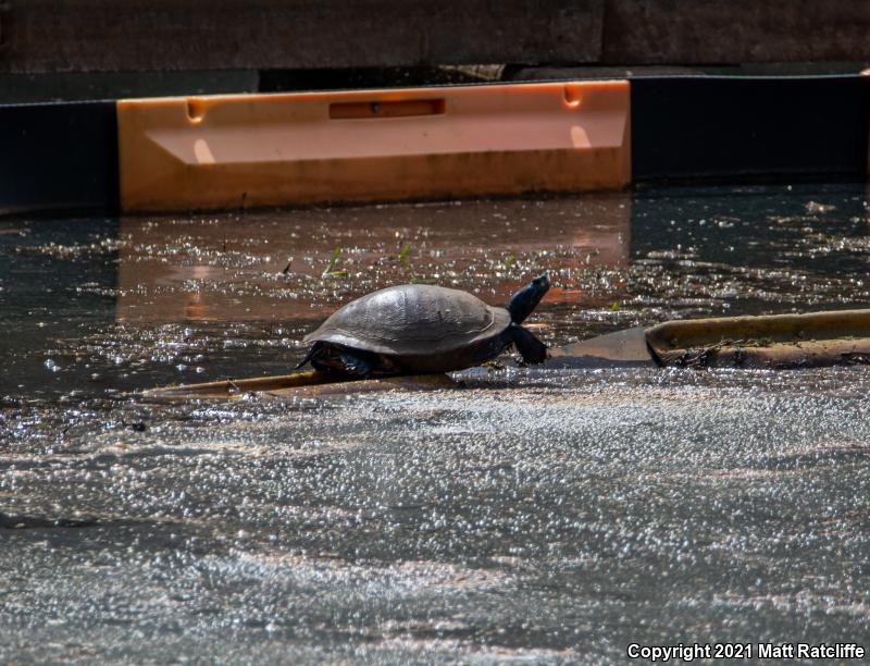 Northern Red-bellied Cooter (Pseudemys rubriventris)