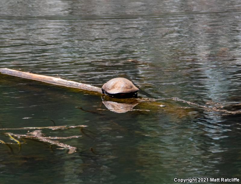 Northern Red-bellied Cooter (Pseudemys rubriventris)