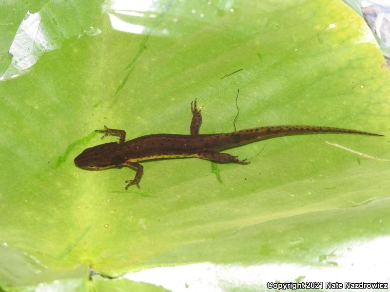 Peninsula Newt (Notophthalmus viridescens piaropicola)