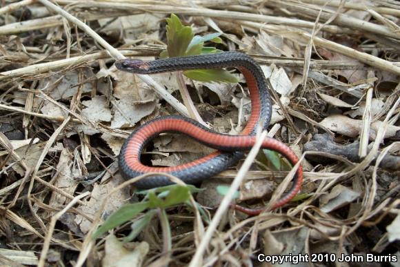 Northern Red-bellied Snake (Storeria occipitomaculata occipitomaculata)