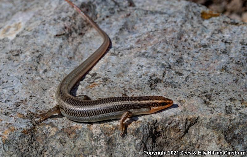 Western Redtail Skink (Plestiodon gilberti rubricaudatus)