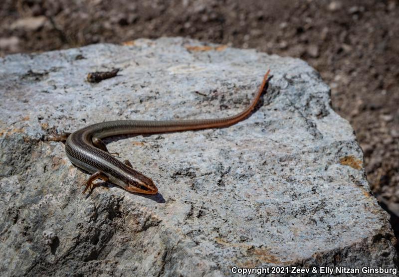 Western Redtail Skink (Plestiodon gilberti rubricaudatus)