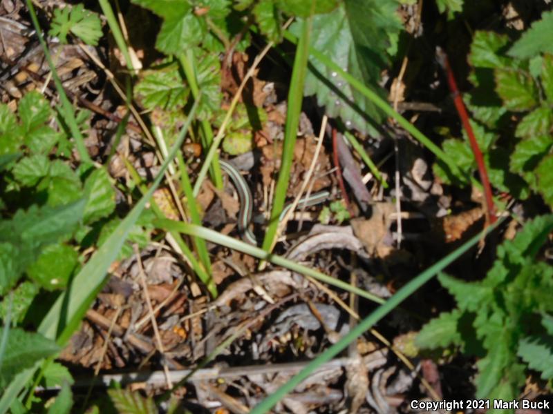 San Francisco Gartersnake (Thamnophis sirtalis tetrataenia)