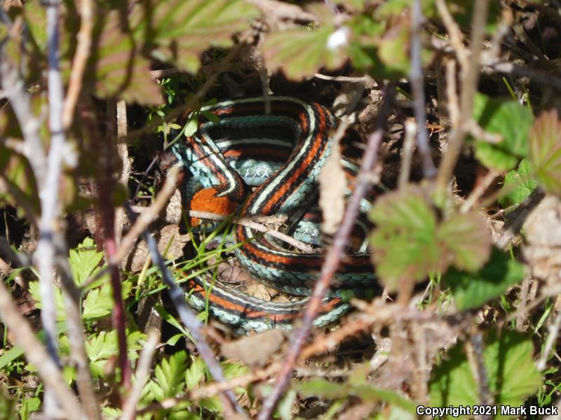 San Francisco Gartersnake (Thamnophis sirtalis tetrataenia)