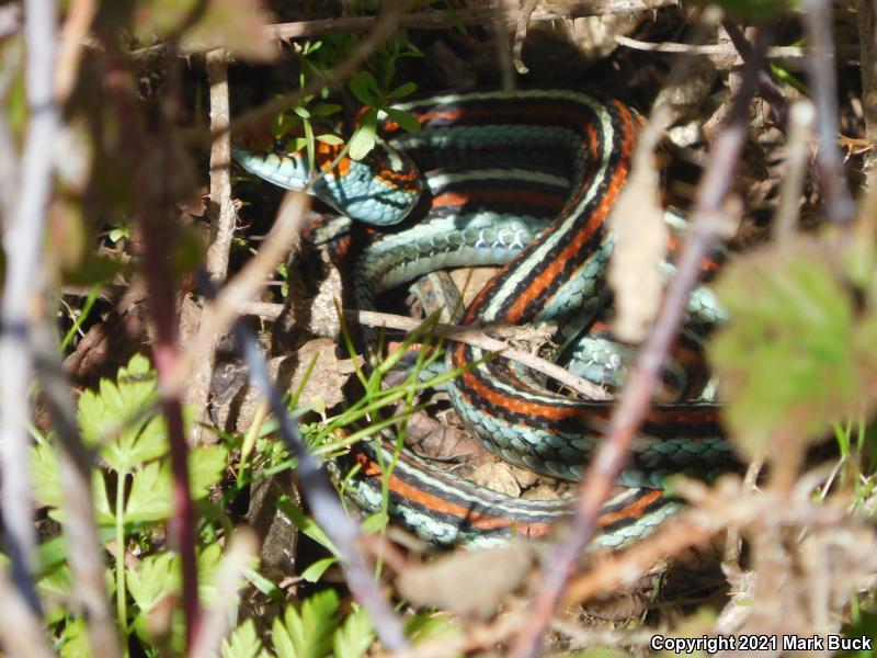 San Francisco Gartersnake (Thamnophis sirtalis tetrataenia)