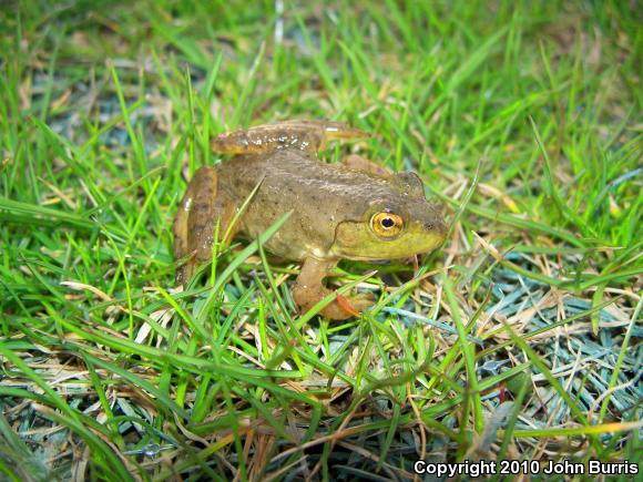 American Bullfrog (Lithobates catesbeianus)