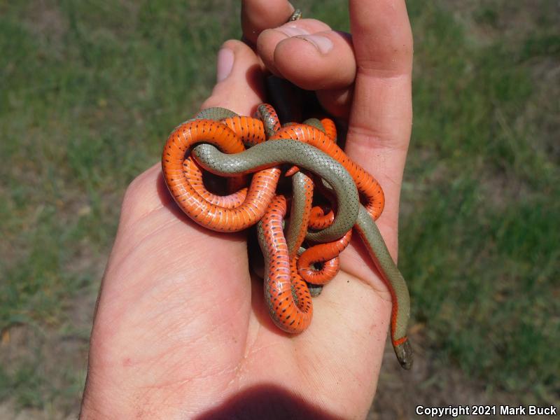 Monterey Ring-necked Snake (Diadophis punctatus vandenburgii)