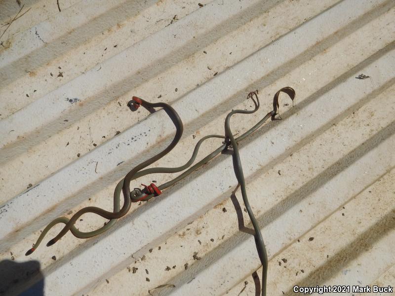 Monterey Ring-necked Snake (Diadophis punctatus vandenburgii)