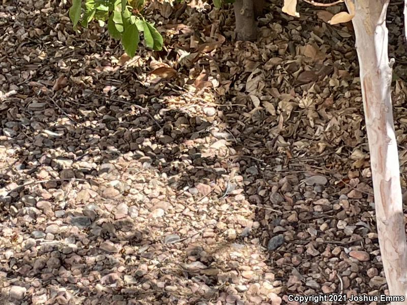 New Mexico Whiptail (Aspidoscelis neomexicana)