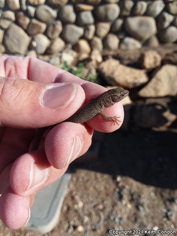 Desert Night Lizard (Xantusia vigilis vigilis)