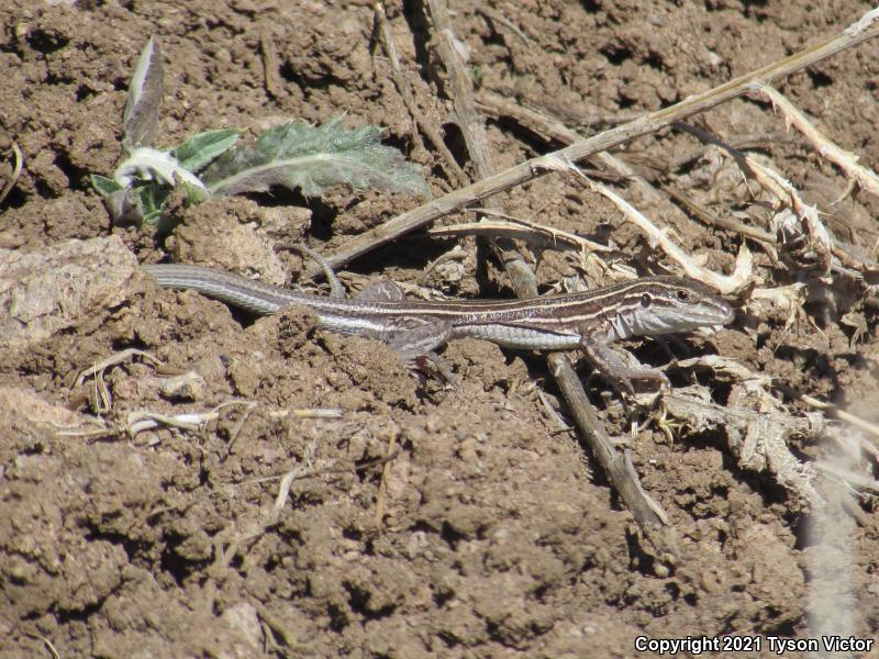 Plateau Striped Whiptail (Aspidoscelis velox)