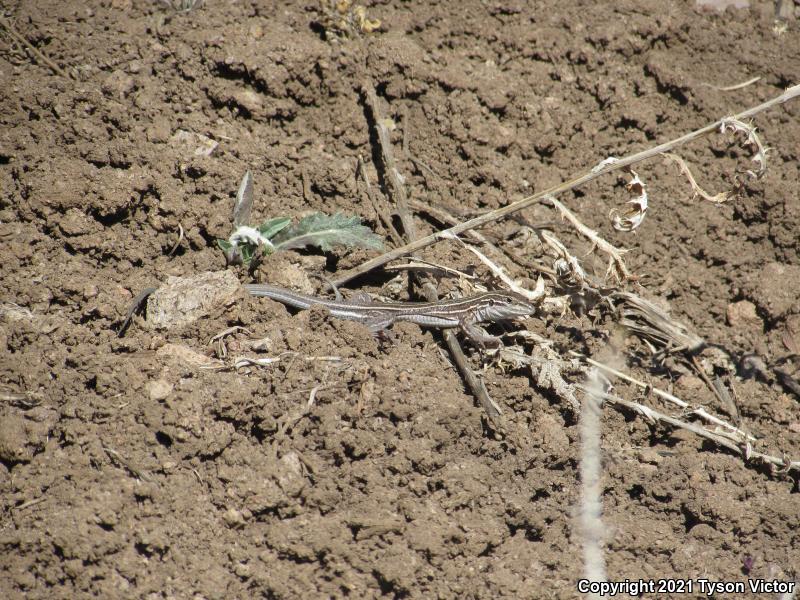 Plateau Striped Whiptail (Aspidoscelis velox)