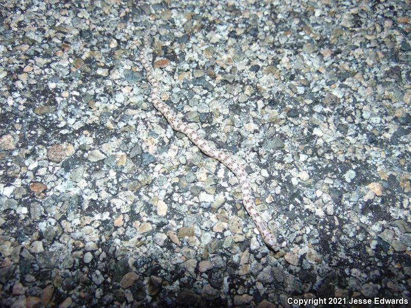 Spotted Leaf-nosed Snake (Phyllorhynchus decurtatus)