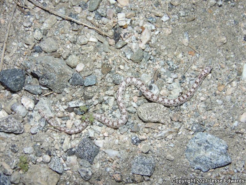 Spotted Leaf-nosed Snake (Phyllorhynchus decurtatus)