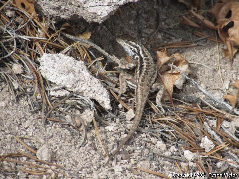 Northern Sagebrush Lizard (Sceloporus graciosus graciosus)