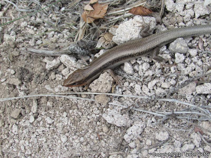 Great Basin Skink (Plestiodon skiltonianus utahensis)