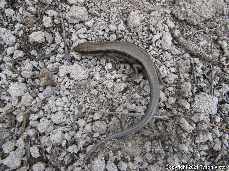 Great Basin Skink (Plestiodon skiltonianus utahensis)