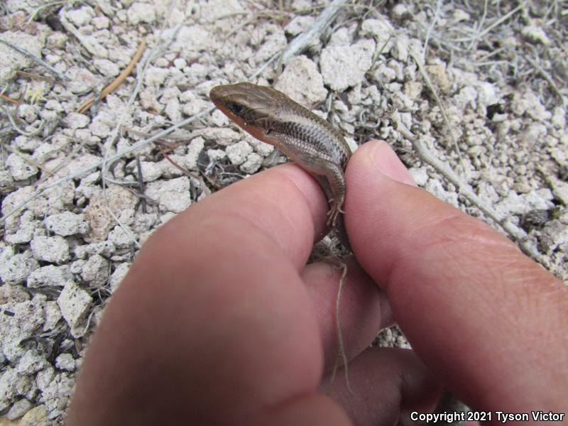 Great Basin Skink (Plestiodon skiltonianus utahensis)