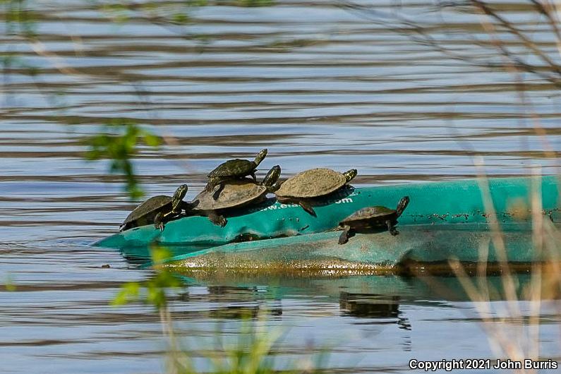 Texas Cooter (Pseudemys texana)