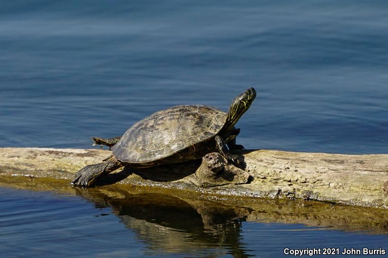 Texas Cooter (Pseudemys texana)