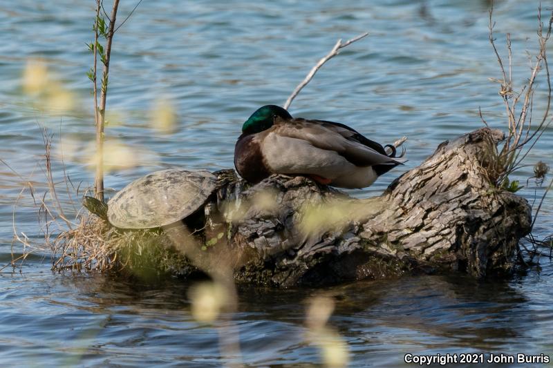 Texas Cooter (Pseudemys texana)