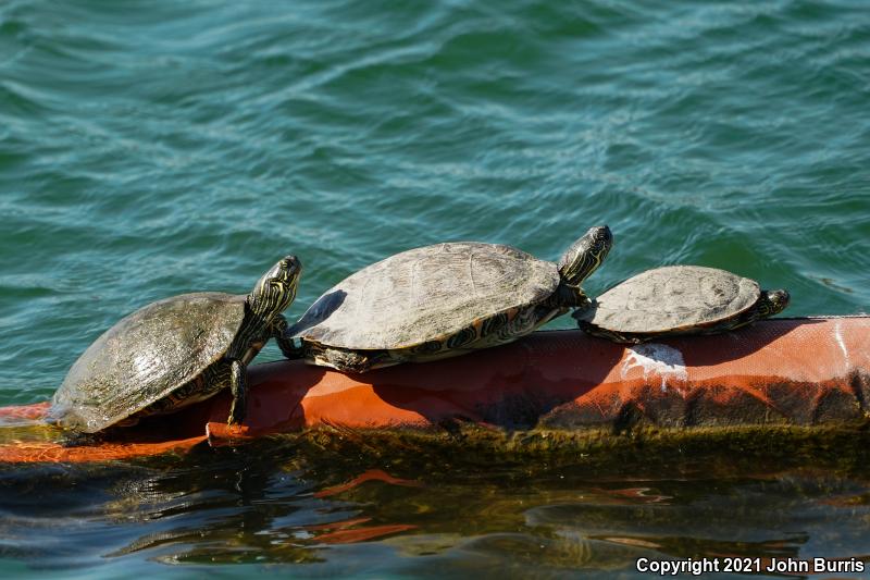 Texas Cooter (Pseudemys texana)