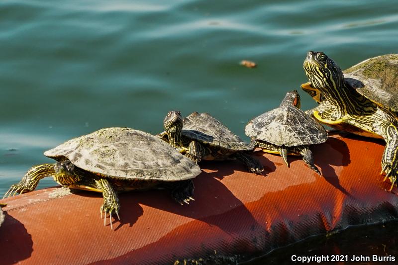 Texas Map Turtle (Graptemys versa)