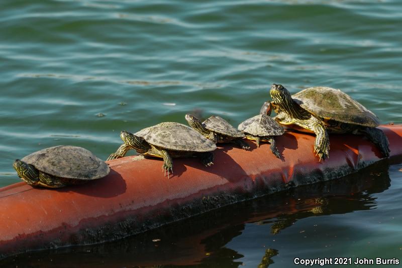 Texas Map Turtle (Graptemys versa)