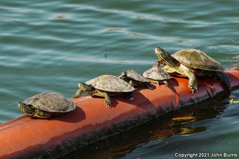 Texas Cooter (Pseudemys texana)