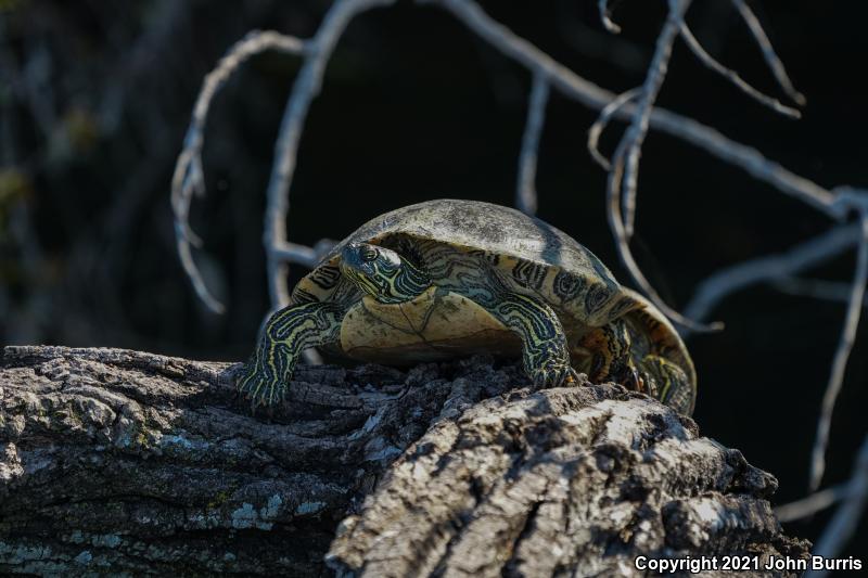 Texas Cooter (Pseudemys texana)