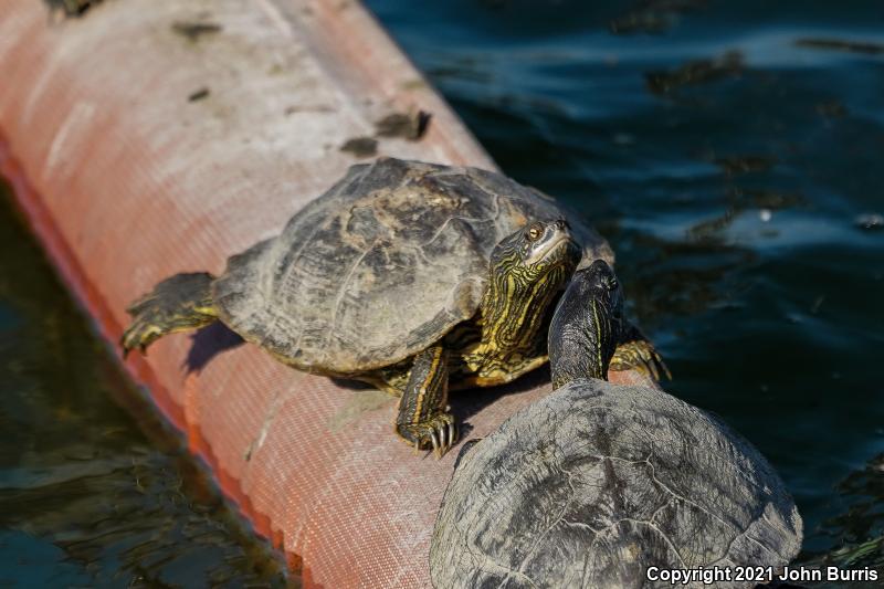 Texas Map Turtle (Graptemys versa)