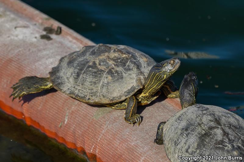 Texas Map Turtle (Graptemys versa)