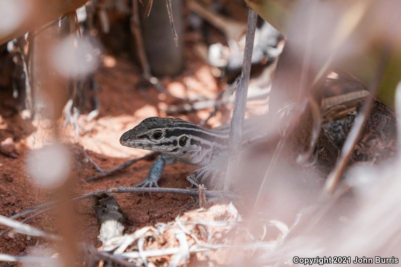 Plateau Spotted Whiptail (Aspidoscelis septemvittata septemvittata)