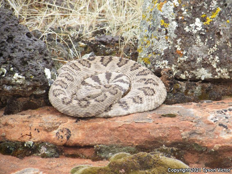 Great Basin Rattlesnake (Crotalus oreganus lutosus)