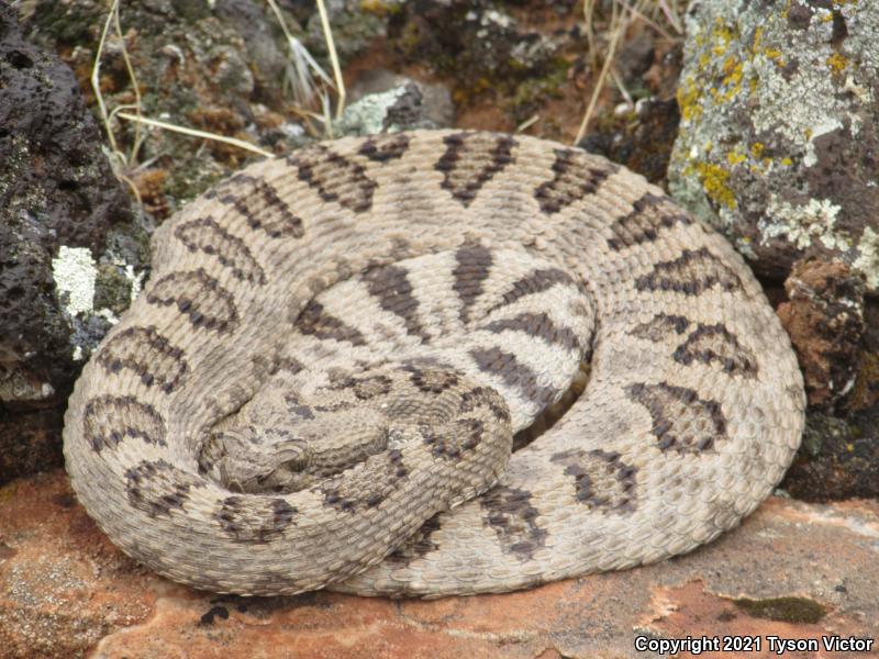 Great Basin Rattlesnake (Crotalus oreganus lutosus)