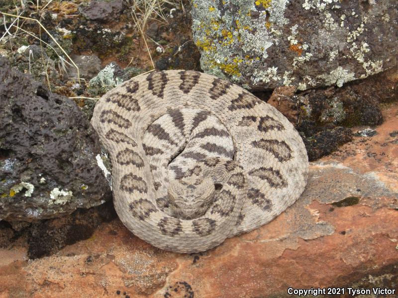 Great Basin Rattlesnake (Crotalus oreganus lutosus)