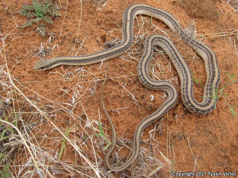 Mojave Patch-nosed Snake (Salvadora hexalepis mojavensis)