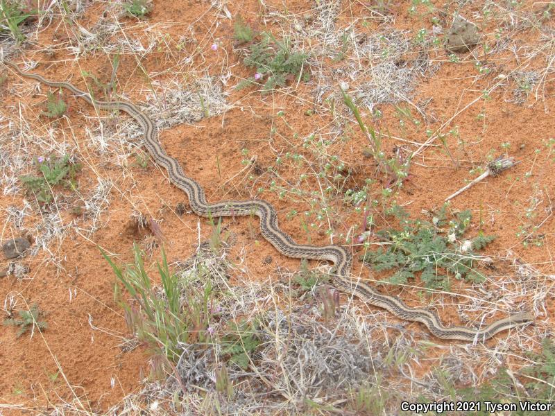 Mojave Patch-nosed Snake (Salvadora hexalepis mojavensis)