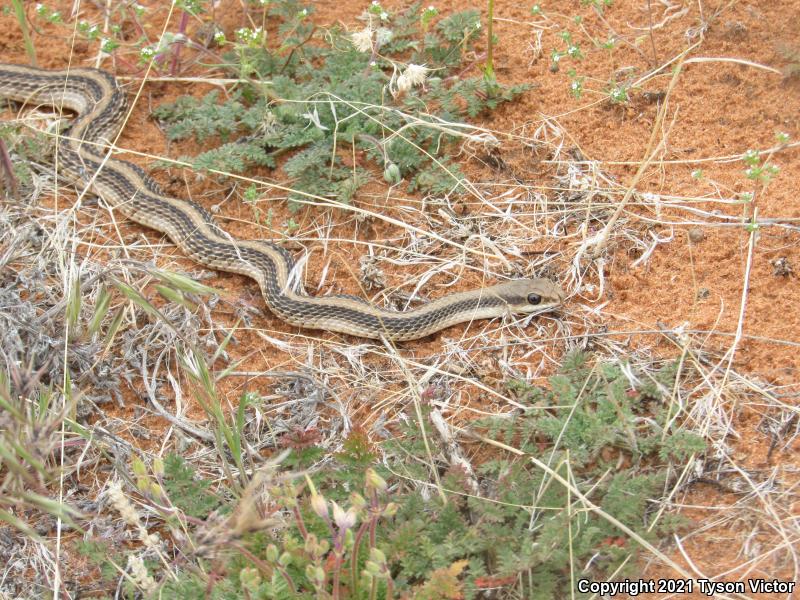 Mojave Patch-nosed Snake (Salvadora hexalepis mojavensis)