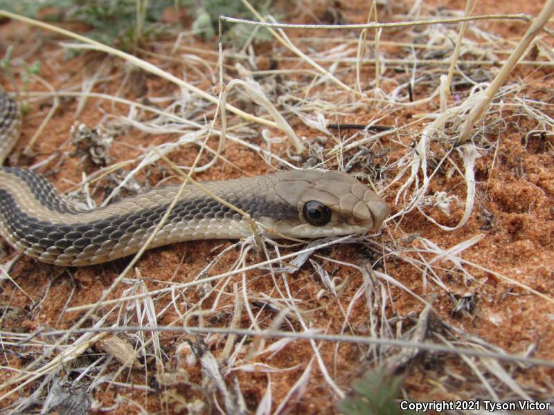 Mojave Patch-nosed Snake (Salvadora hexalepis mojavensis)