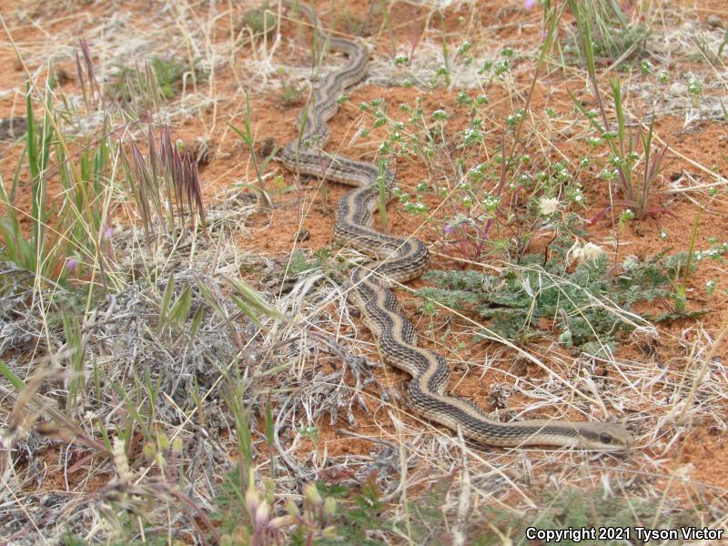 Mojave Patch-nosed Snake (Salvadora hexalepis mojavensis)