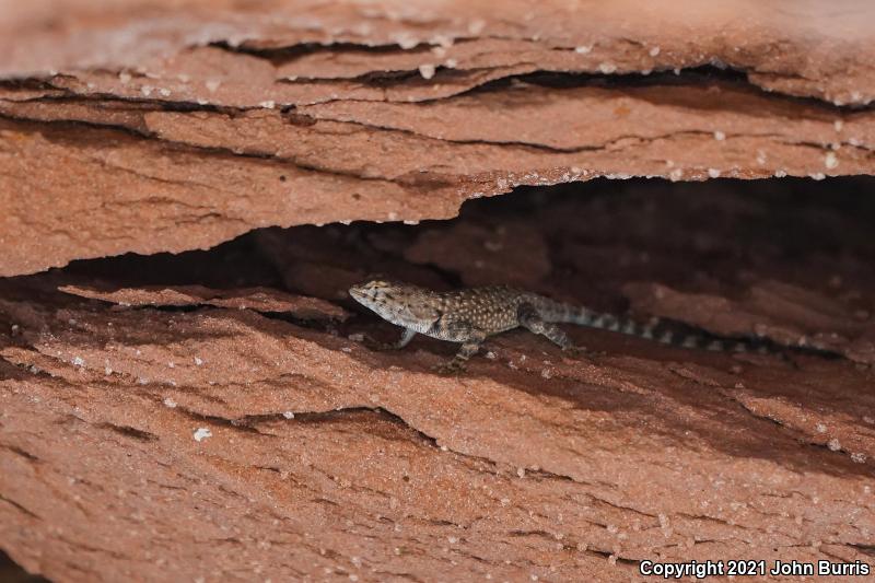 Southeastern Canyon Lizard (Sceloporus merriami australis)