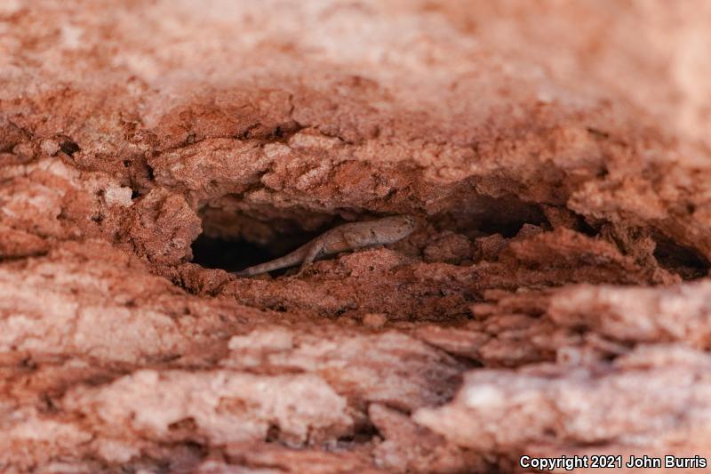 Southeastern Canyon Lizard (Sceloporus merriami australis)