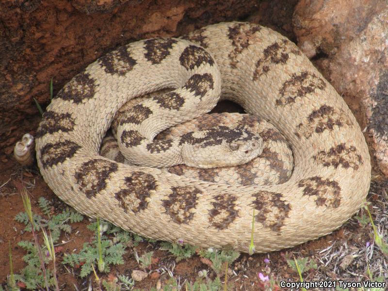 Great Basin Rattlesnake (Crotalus oreganus lutosus)