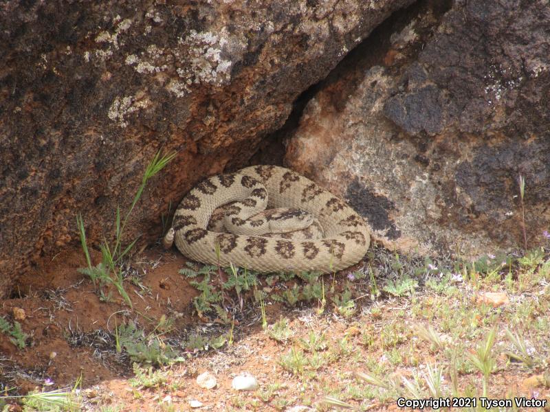 Great Basin Rattlesnake (Crotalus oreganus lutosus)