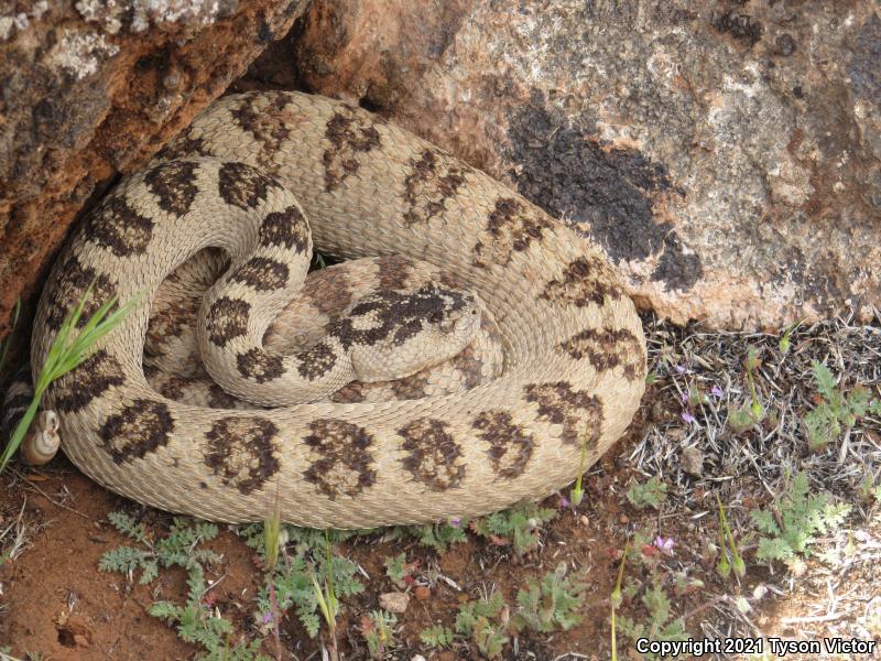 Great Basin Rattlesnake (Crotalus oreganus lutosus)